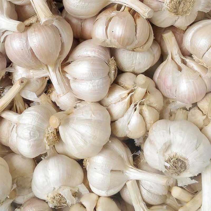 

Bawang Putih Kating 1kg - 02