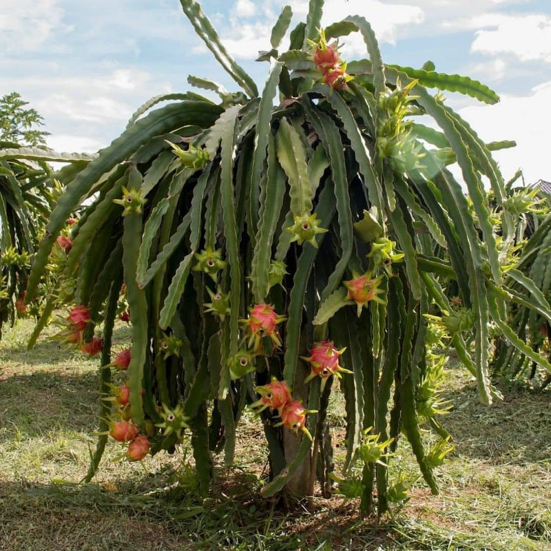 Pupuk Booster Organik Pelebat Buah Naga Dan Perangsang Agar Cepat Berbuah