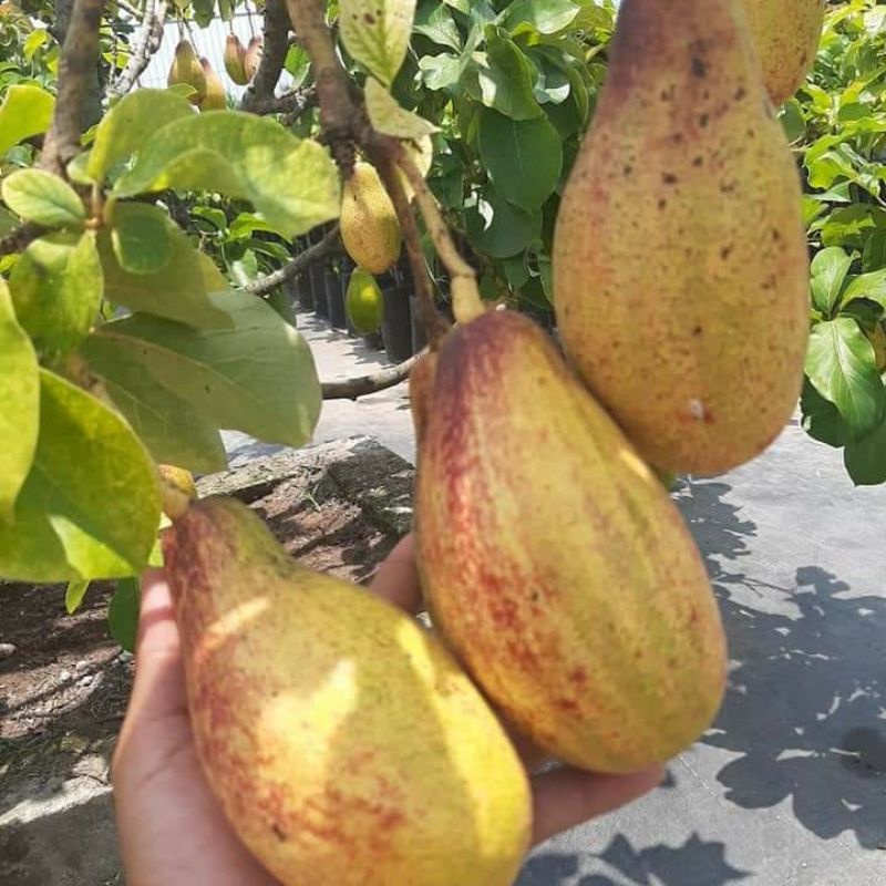 Pupuk Booster Organik Pelebat Buah Alpukat Dan Perangsang Agar Cepat Berbuah