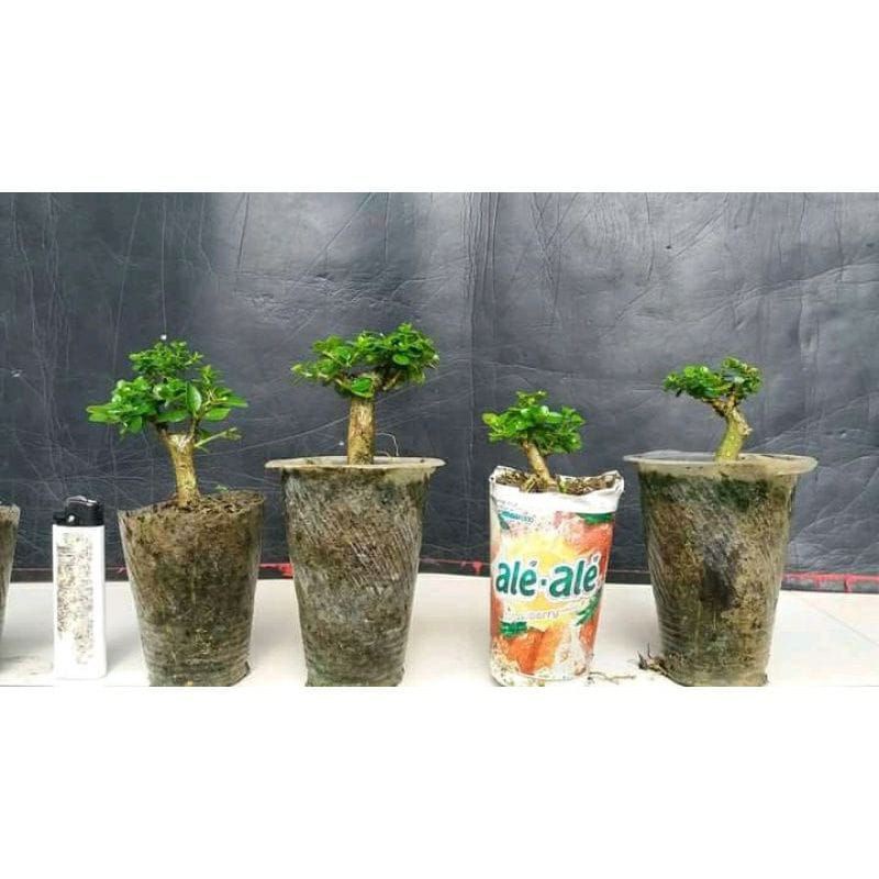 2 BAHAN SANCANG BONSAI MAME TANAMAN HIDUP