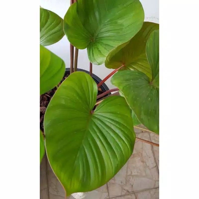 Tanaman hias homalomena - homalomena