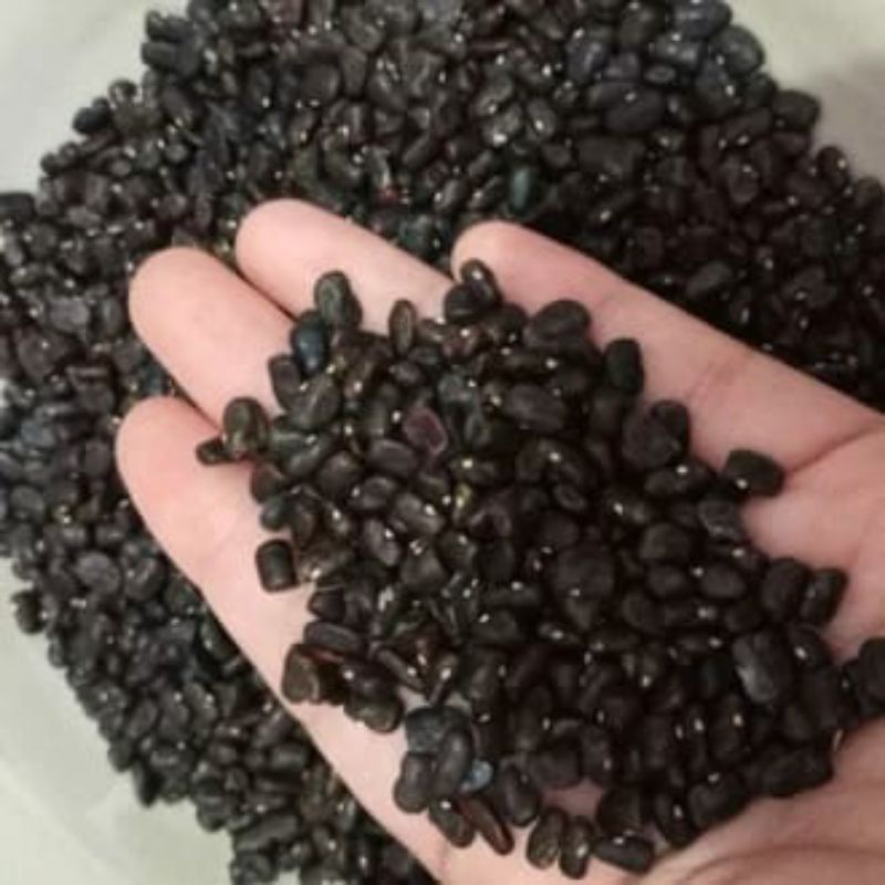 benih bibit bunga telang