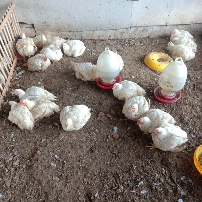 

penyupai ayam bloiler