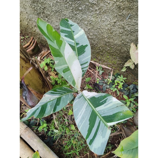 pisang musae variegata