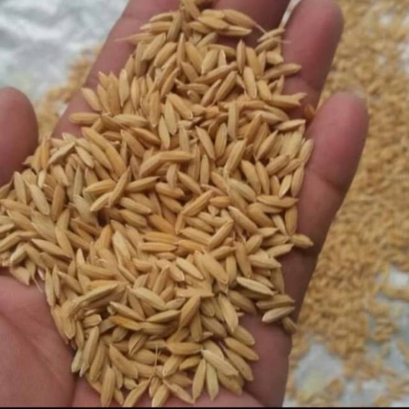 (COD)Bibit padi unggul kabir 07 - padi unggul pulen 500 gram