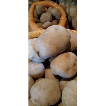 

kentang dieng 250gram