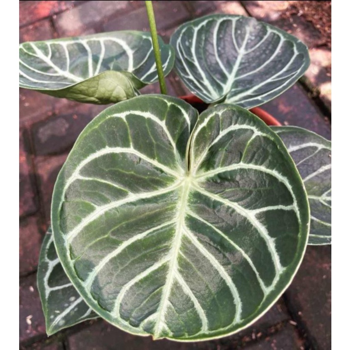 Anthurium kuping gajah Dorayaki mangkok ORI