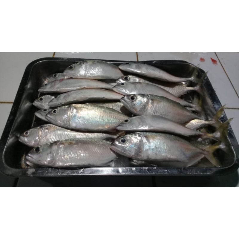 

Ikan Kembung Cewe