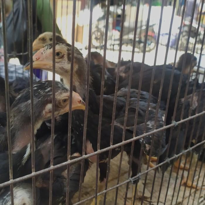 Doc Ayam Bangkok - Ayam Bangkok Petarung - Usia 3Minggu+ - Aanstori