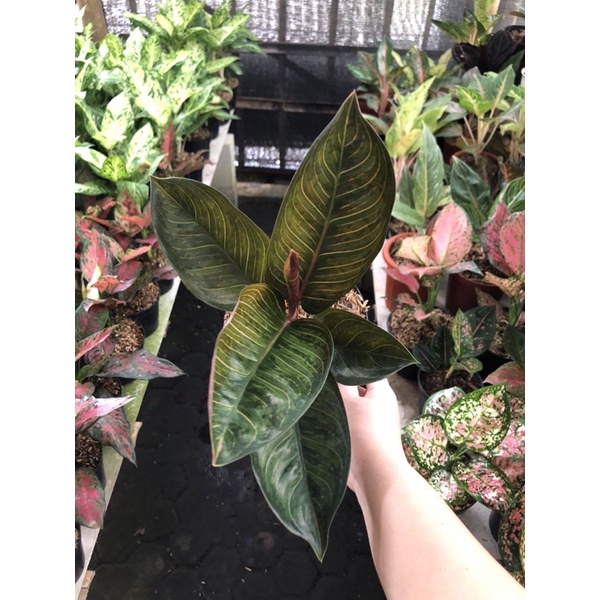 Aglaonema Black Kresna