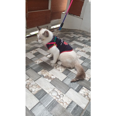 Harness Kucing Pelangi | tali tuntun kucing