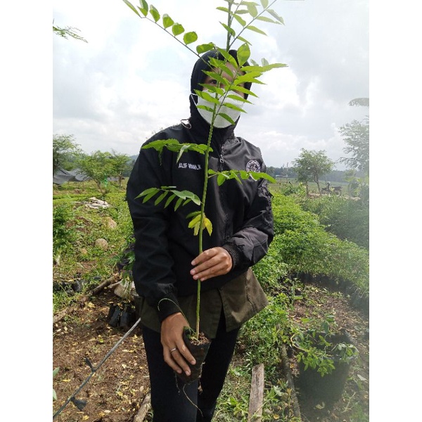 Bibit Indigofera Siap Tanam