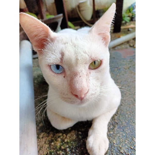 Lepas Adop Kucing Odd Eye ( Kucing Mata Dua Warna )