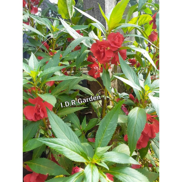 benih.bunga.pacar.air