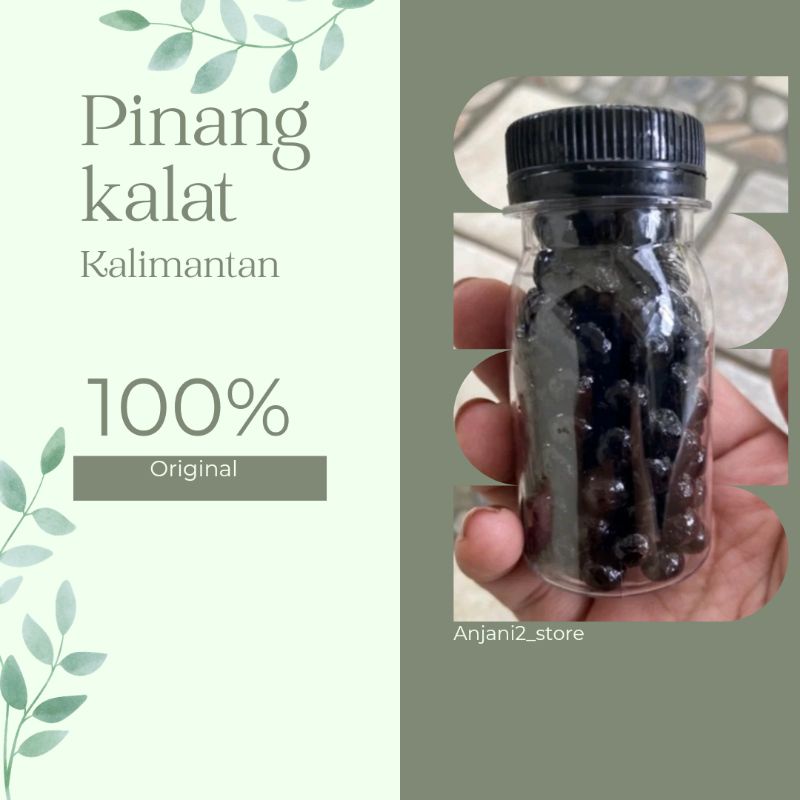 jamu pinang kalat Kalimantan