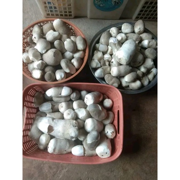 

jamur jerami berkualitas