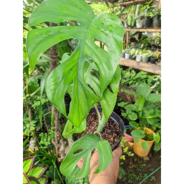 monstera rhapidhopora pertusa/monstera mini