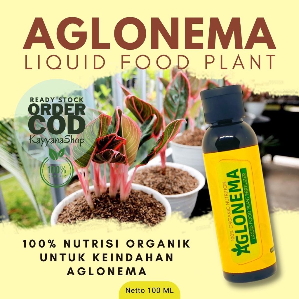 Pupuk Aglonema Penumbuh Tunas Terbaik 100 cc / Pupuk Aglonema Penyubur Untuk Daun / Pupuk Penyubur A
