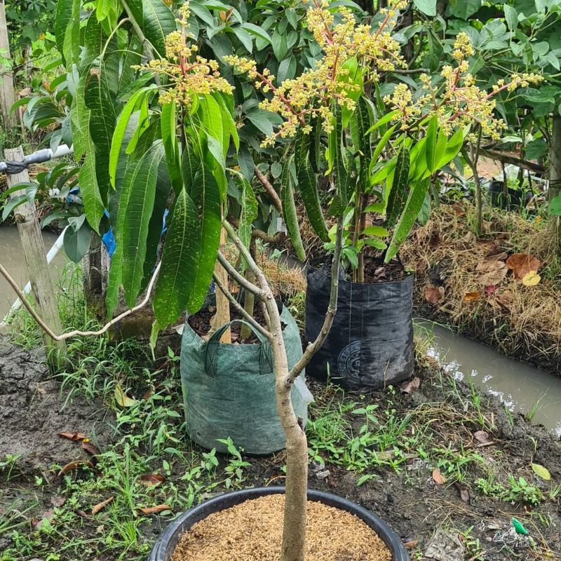 Pupuk Booster Organik Pelebat Buah Mangga Dan Perangsang Agar Cepat Berbuah