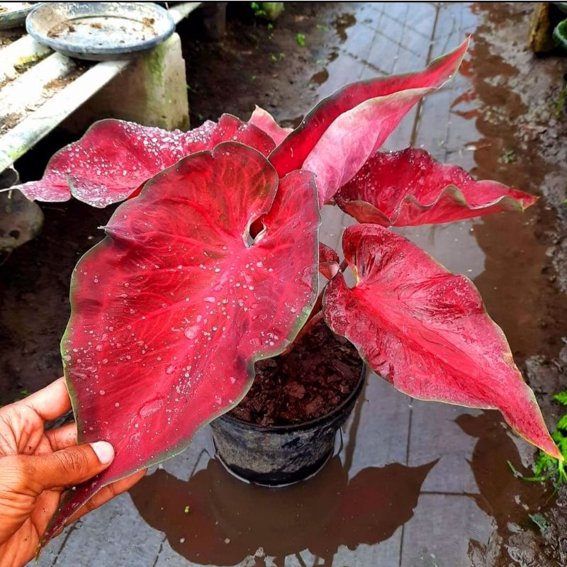 Caladium anggurmerah 1-3 Daun Tanaman Keladi Hias Murah Impor Thailand Import BUKAN bonggol bibit / 