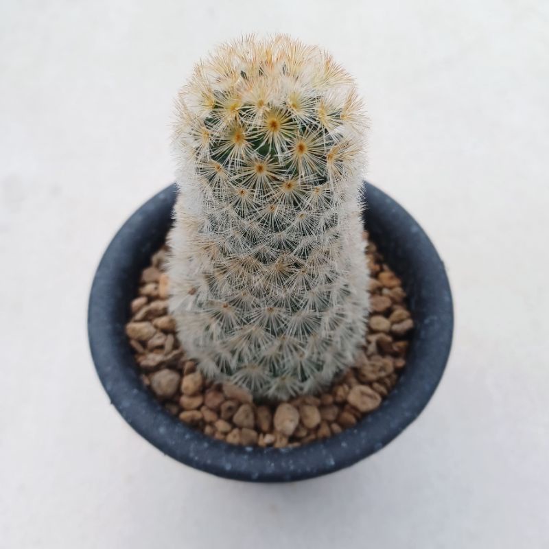 Mammillaria carmenae