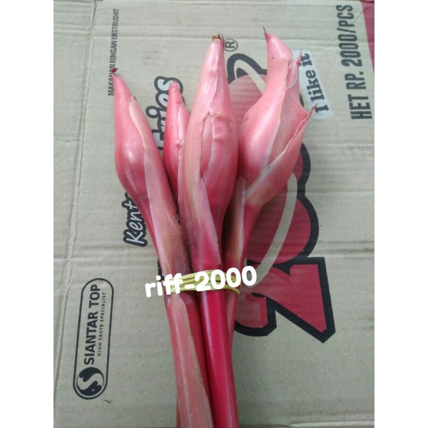 

Bunga kuncup kincung kecombrang segar 500g