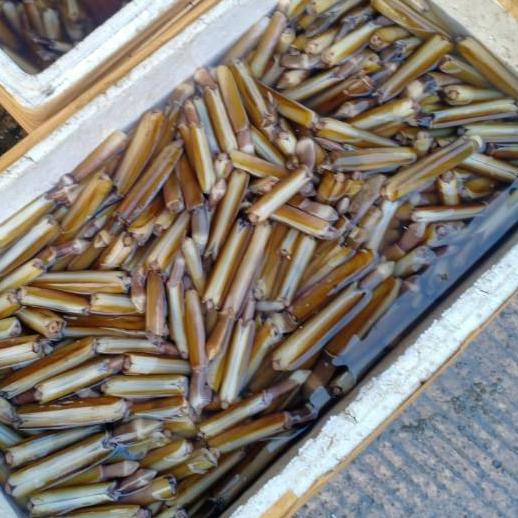 

Quality Control✅Kerang segar bambu seafood segar|RA3