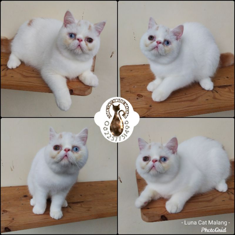 kucing exotic peaknose mata odd eyes