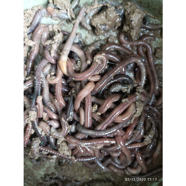 Cacing Tanah 1 ons /100gram untuk Pakan Burung Ayam ikan dll