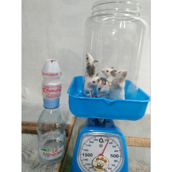 Tikus putih Rat ASF african soft fur berat 20 - 29 gram