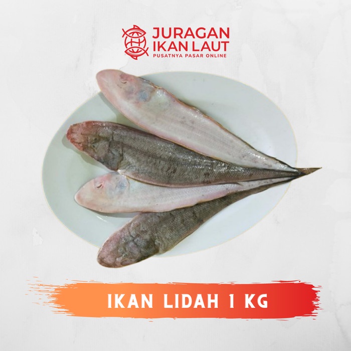 

Ikan Lidah Segar Berkualitas - 1 Kilogram