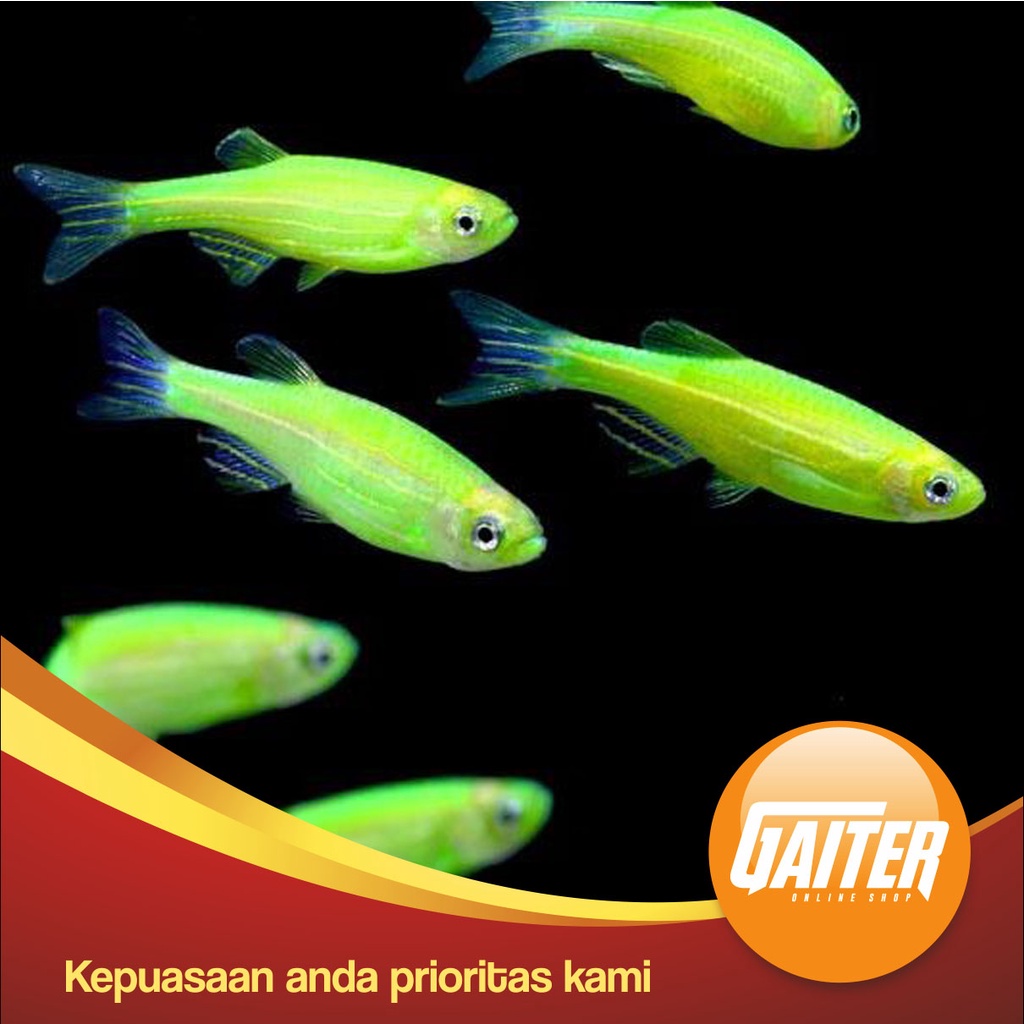 Ikan Hias Danio Zebra Hijau/gren
