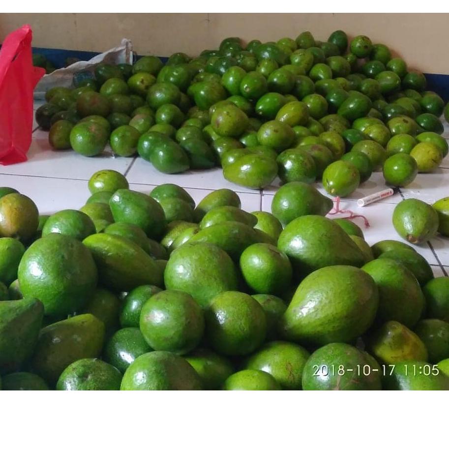 

limited Edition✔️Alpukat Mentega Bergaransi PROMO (Isi 4 Buah)|KD6