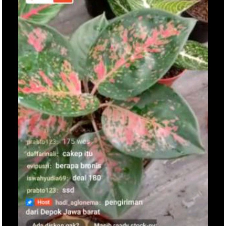 aglonema kocin brownies