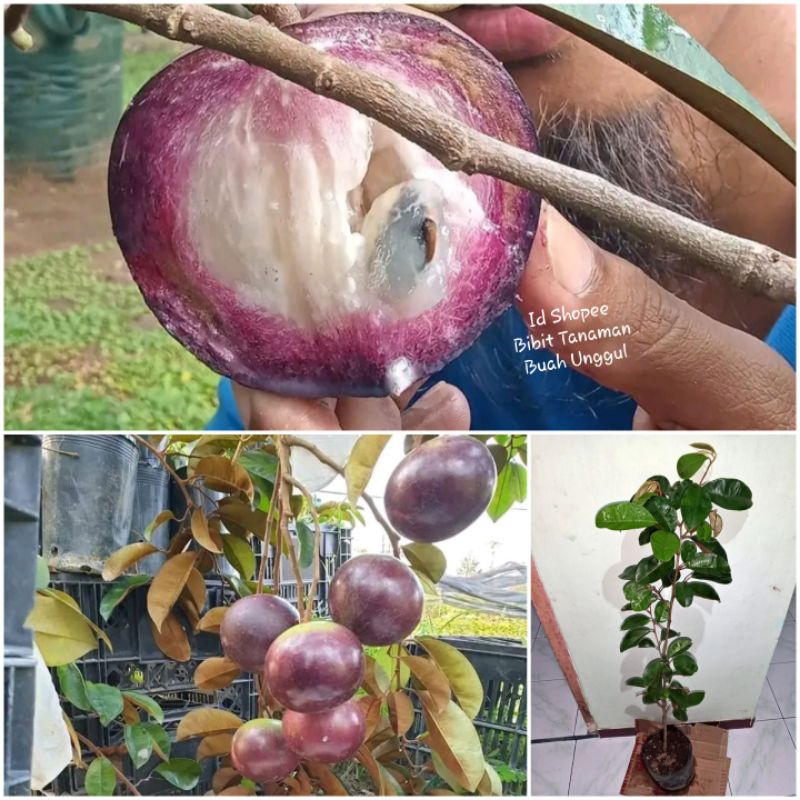 Bibit Kenitu Ungu