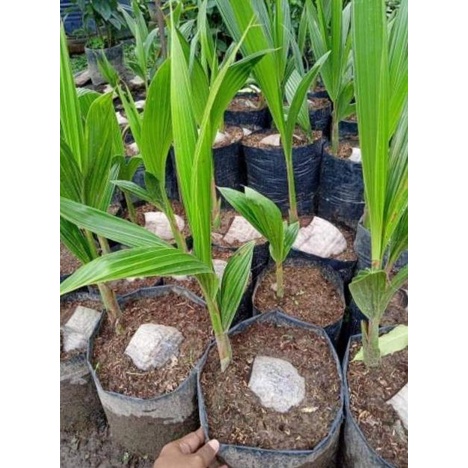 BIBIT KELAPA HIBRIDA SUPER GENJAH