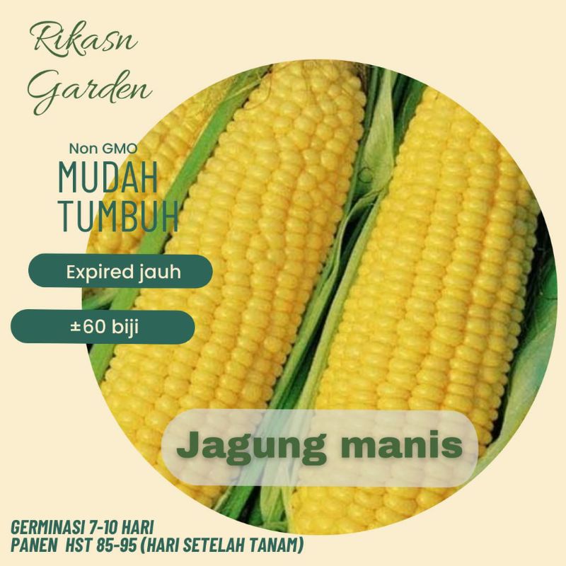 KHUSUS BATAM, BARELANG, BELAKANG PADANG benih biji bibit jagung manis super