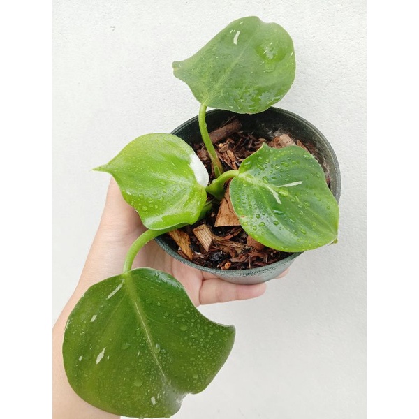 philodendron white wizard