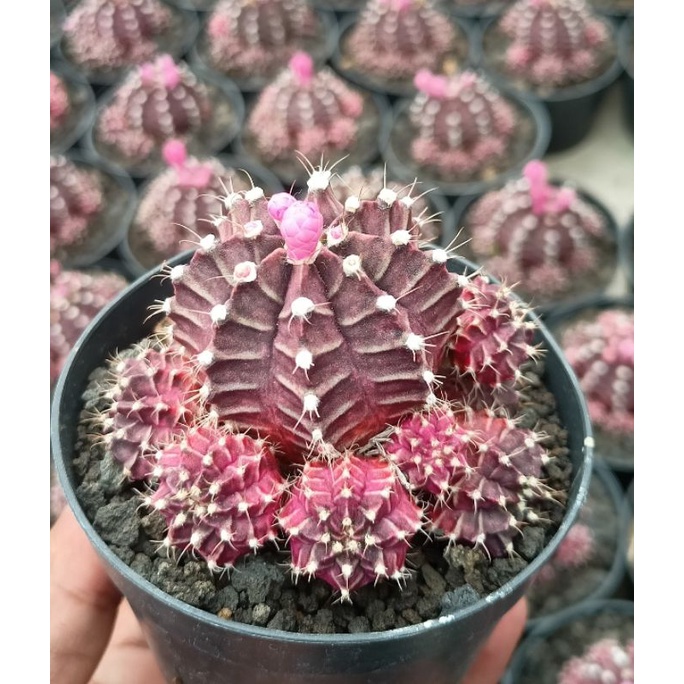 Kaktus gymno siklam ownroot