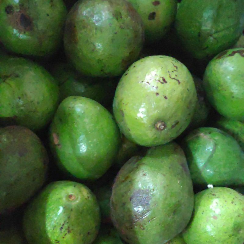 

alpukat probolinggo 1 kg