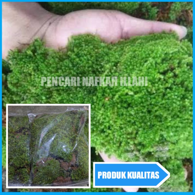 Moss Lumut Lempeng Aquascape 1kg