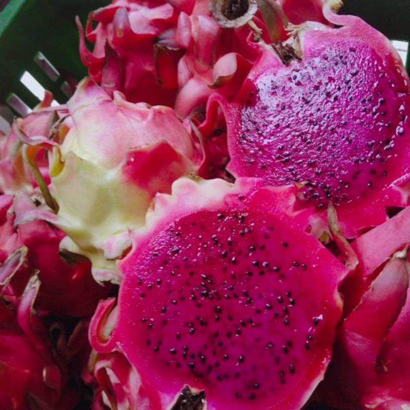 10 Benih Biji Bibit Buah Naga Merah