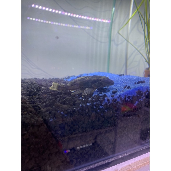 IKAN SAPU SAPU MEDIUM HITAM AQUASCAPE PEMBERSIH AQUARIUM ALGAE EATER AIR TAWAR