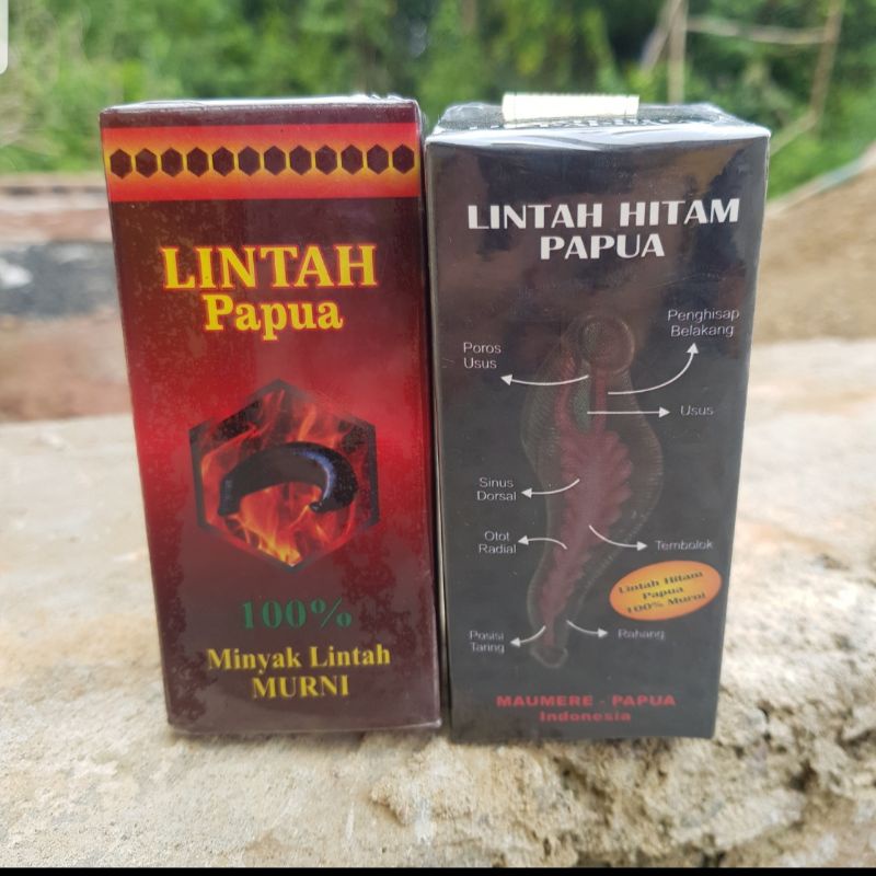 minyak lintah asli papua