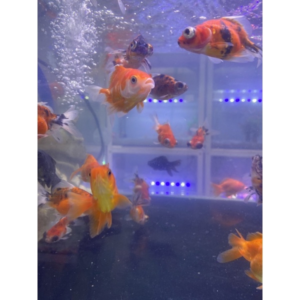 IKAN MAS KOKI MUTIARA ORANDA BULLDOG AQUASCAPE AQUARIUM AIR TAWAR