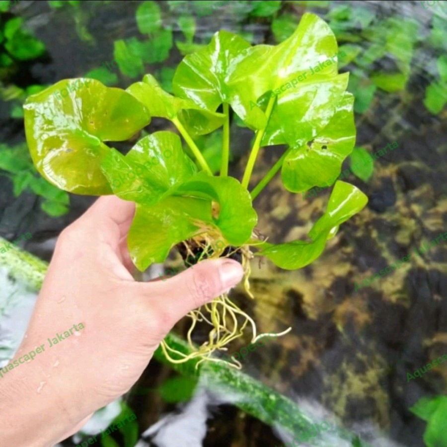 Water Lily / Water Dog Tanaman Aquascape Low CO2