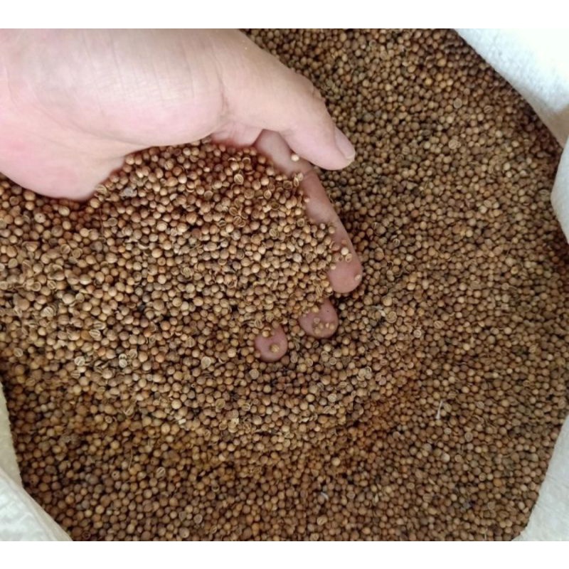 

Ketumbar Hitam Ketumbar Organik ½ kg. Asli Bebas Pemutih. Kualitas Premium