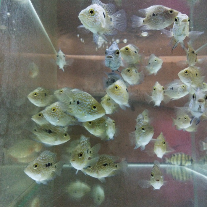 Ikan Green Texas Cichlid Penghias Aquarium Aquascape Gojek Only