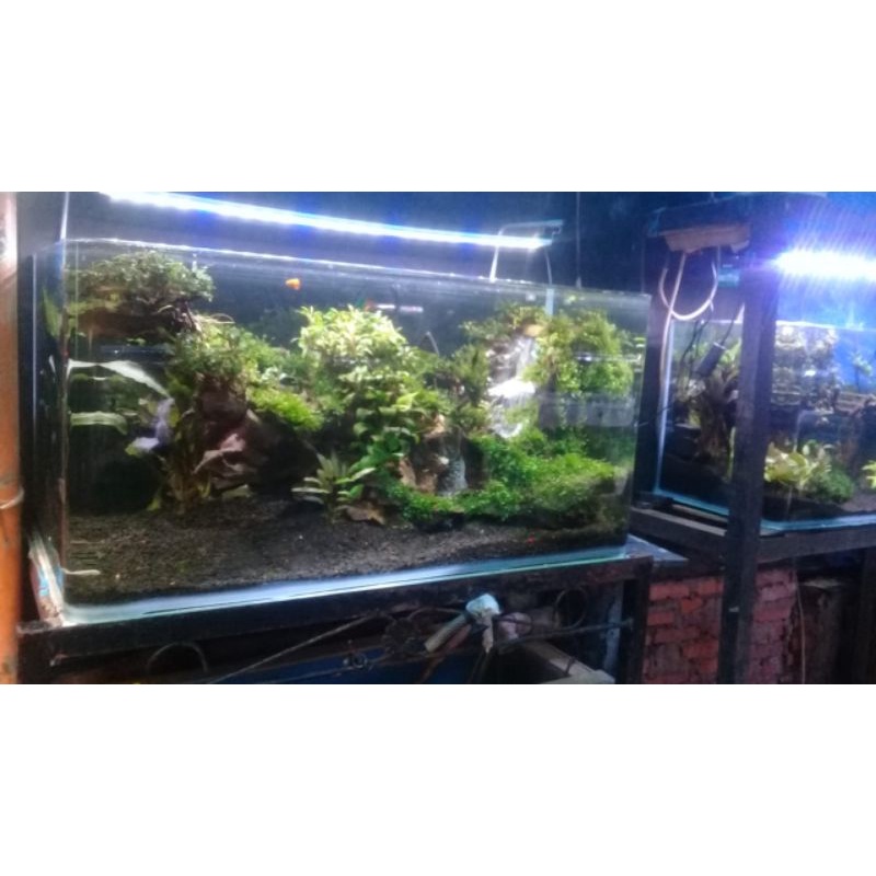 Aquarium Kecil