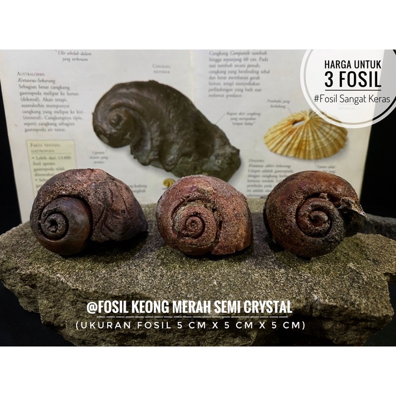 Fosil Keong Merah Purba B87 atau Fosil Gastropoda Natural atau Bongkahan Fosil Kerang atau Fosil Kol